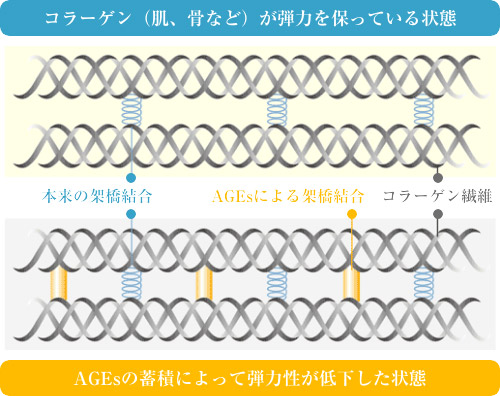 美容・健康食品分野だけでなく、医学分野でもAGEs研究が進展